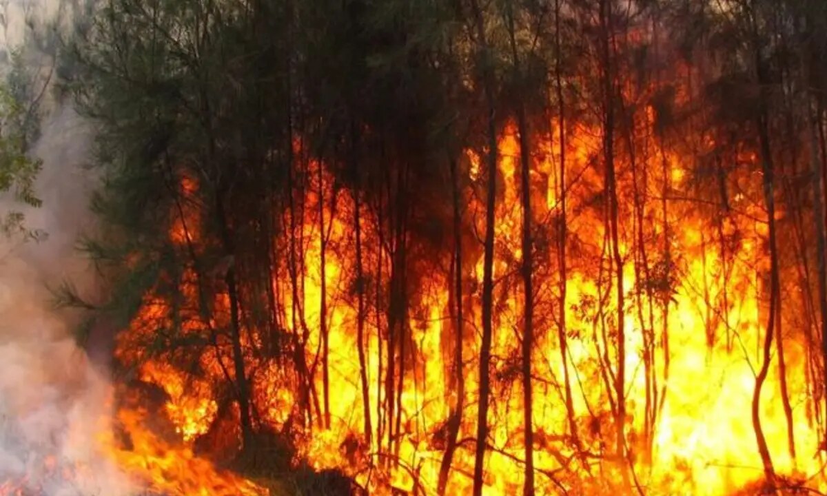 Incendio forestal y comportamiento del fuego